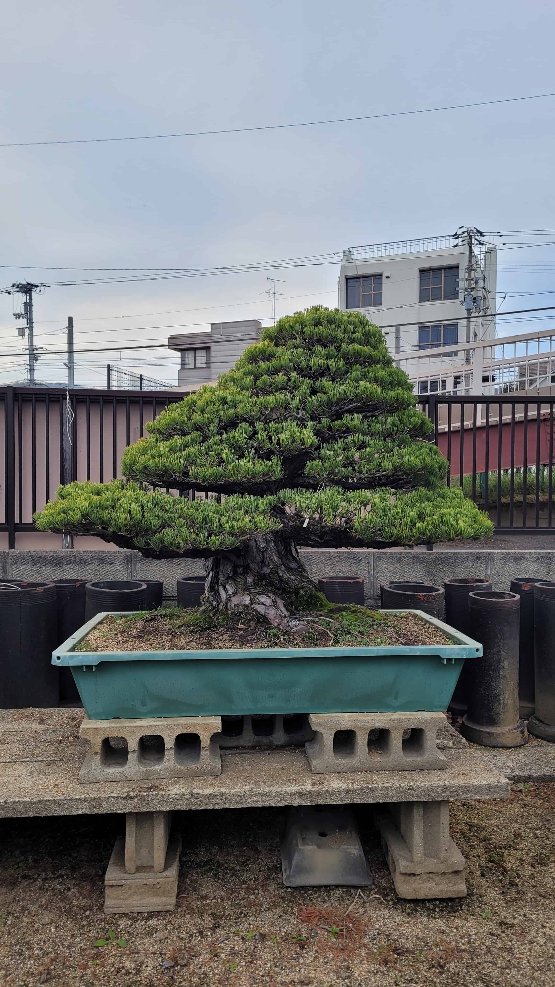 A pine bonsai tree from yoseien in Japan